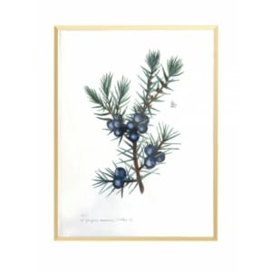 Alzina original enmarcat